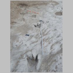 DSCN0653cr New theropod and two babies.jpg